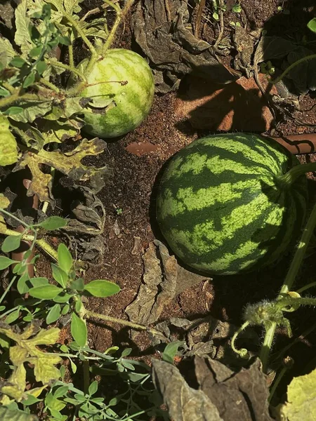 菜园里未成熟的西瓜植物 — 图库照片