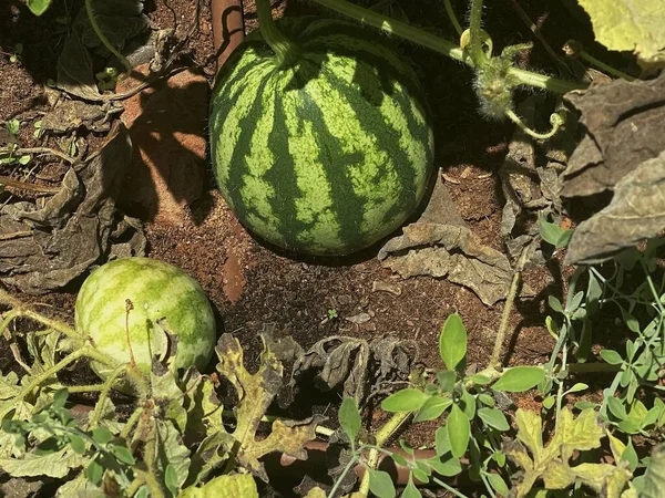 Omogna Unga Vattenmelonväxter Grönsaksträdgård — Stockfoto