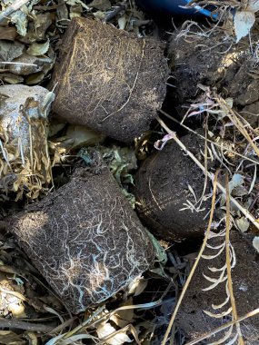 Kurumuş fidelerin köklerine sahip tencerelerden toprak.