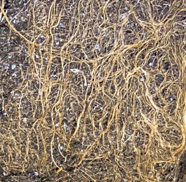 Kurumuş fidanların köklerine sahip tencerelerden gelen toprak.