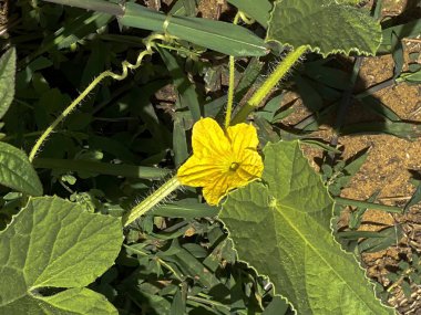 Sarı çiçek ve salatalık yaprakları yaz bahçesinde