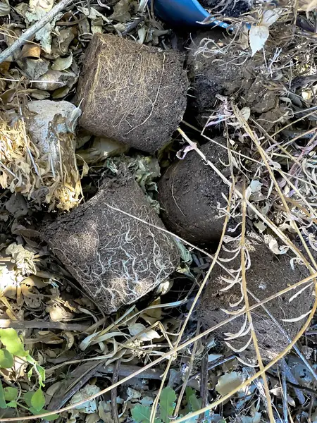 Jorden Från Krukor Med Bara Torkade Rötter Plantor — Stockfoto