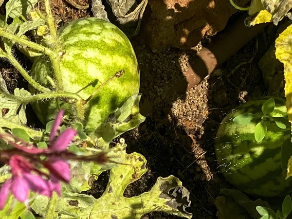 Ägget Vattenmelon Vid Piskan Som Ligger Marken — Stockfoto