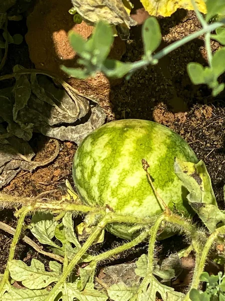 Kırbaçtaki Karpuz Yumurtalığı Yerde Yatıyordu — Stok fotoğraf