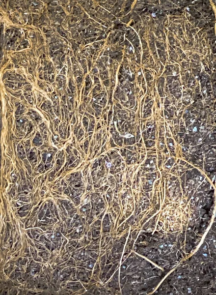 Aarde Uit Potten Met Kale Gedroogde Wortels Van Zaailingen Textuur — Stockfoto