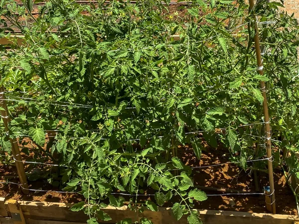 Flores Tomates Arbustivos Flor Amarilla Tomate Sitio Especial Con Cajas —  Fotos de Stock