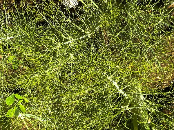 Dill Fond Feuille Herbe Légumes Biologiques Légumes Sains Agriculture — Photo