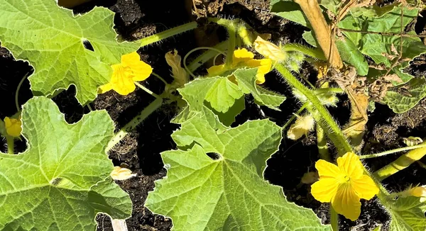 Gele Bloem Bladeren Van Komkommer Zomertuin — Stockfoto