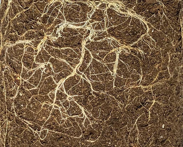 実生の裸の乾燥した根を持つポットからの地球テクスチャの背景 — ストック写真