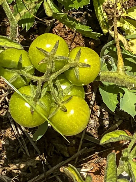 Tomates Vertes Non Mûres Sur Une Branche Parmi Les Feuilles — Photo