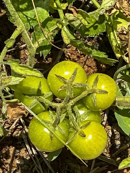 Grön Odling Omogna Tomater Gren Bland Bladen — Stockfoto