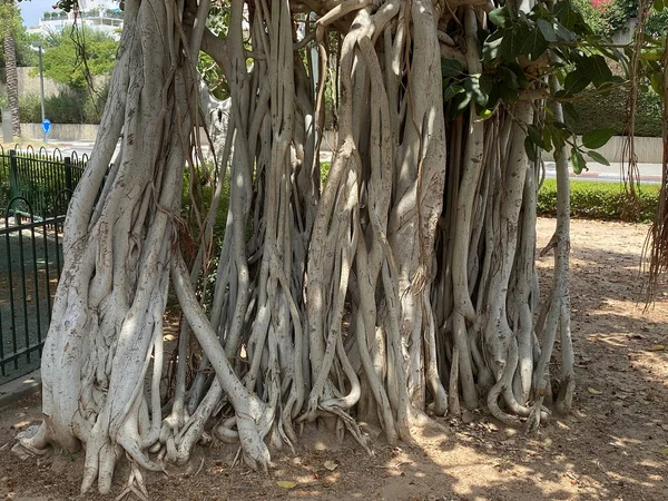 Ficus Benghalensis Або Індійський Баньян Особливо Знаменує Види Баньян Тель — стокове фото