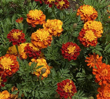 Fransız kadife çiçeği (Tagetes patula L.) arka planı