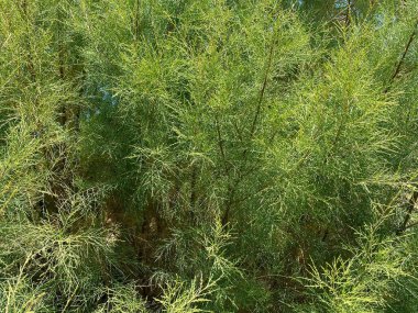 Bahçe kuşkonmaz dallarının (kuşkonmaz resmi) dokusu ve arkaplanı