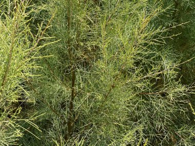 Bahçe kuşkonmaz dallarının (kuşkonmaz resmi) dokusu ve arkaplanı