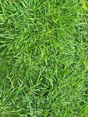 Kesmeden önce suni sağlıklı çimen alanı veya çimen dokusunun üst görünümü
