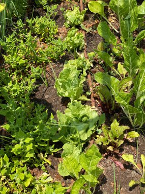 marul yeşili taze bitki salatası yatakta ya da tarlada