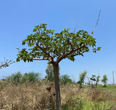 Dalları ve yeşil yaz yaprakları olan çınar ağacı gövdesi. Mavi gökyüzü arka planında büyüleyici renkli ağaç kabuğu yapısı. Alt görünüm