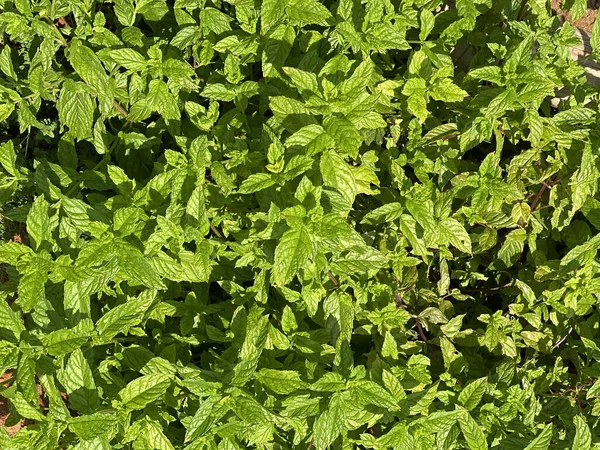 정원에 잎이나 — 스톡 사진