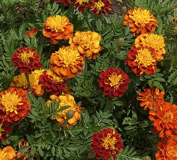 Fiore Calendula Francese Tagetes Patula Sfondo — Foto Stock