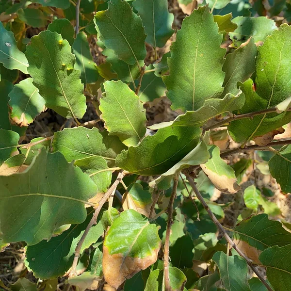 Ramură Frunze Stejar Kermes Asemenea Cunoscut Sub Numele Quercus Coccifera — Fotografie, imagine de stoc