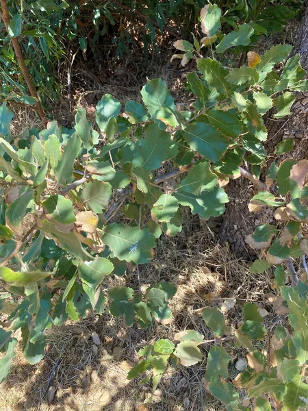 Rama Con Hojas Roble Kermes También Conocido Como Quercus Coccifera —  Fotos de Stock