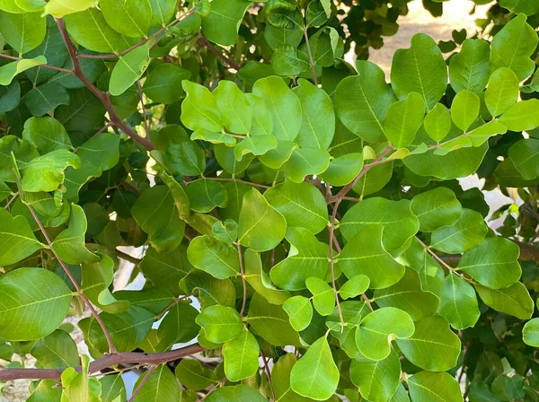 红景杉 通常被称为Carob树或Carob Bush作为背景 长满褐色紫色可食豆荚的阿拉伯常绿小树 可可豆 用作巧克力的替代品 — 图库照片
