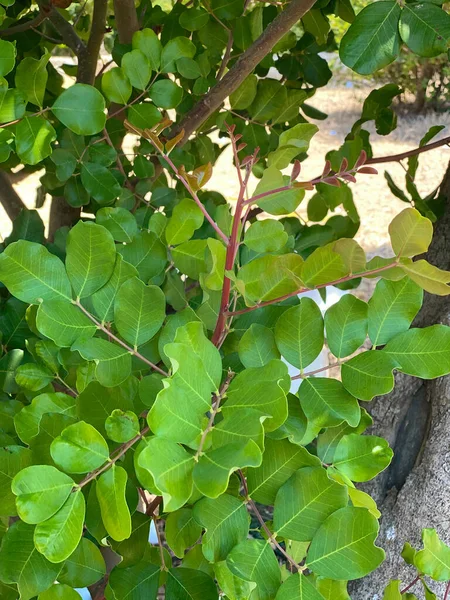 Ceratonia Siliqua Cunoscută Sub Numele Arbore Carob Sau Tufiș Carob — Fotografie, imagine de stoc