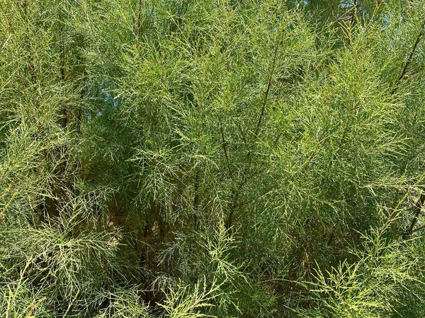 Detailní Záběr Strukturu Zázemí Větví Chřestu Asparagus Officinalis — Stock fotografie