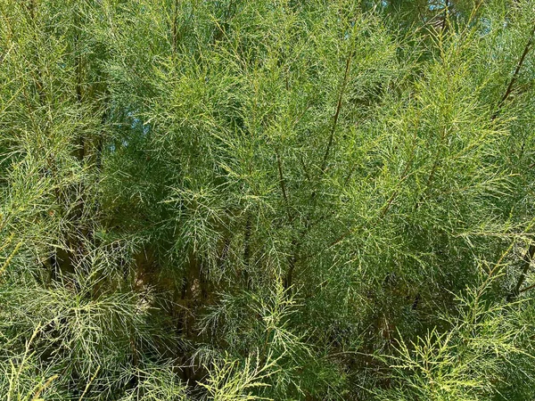 Close Garden Asparagus Branches Asparagus Officinalis Texture Background — Stock Photo, Image