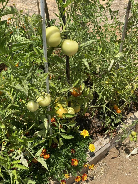 Tomates Verdes Sin Madurar Una Rama Entre Las Hojas — Foto de Stock