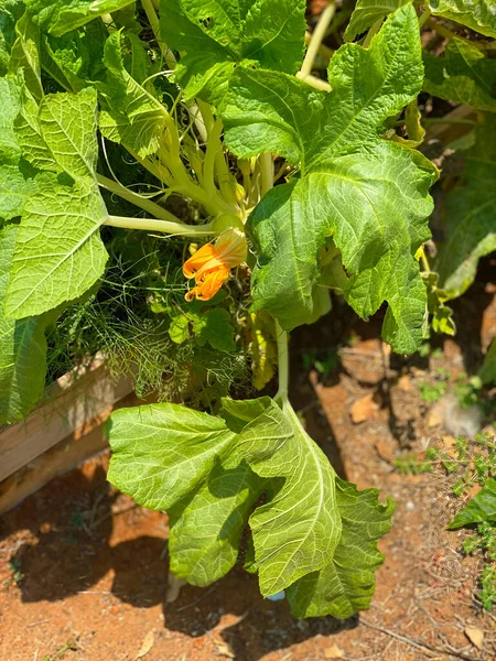 Flowers on zucchini bush at school garden where primary school students may learning about agriculture and farming.