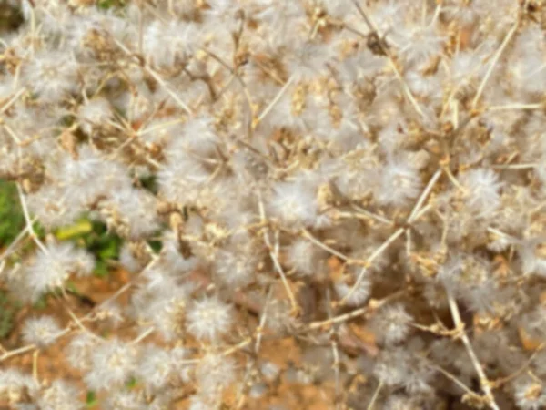 Arka Planda Tohum Toplamak Için Bahçede Yeşil Marul Çiçeği Bulanık — Stok fotoğraf