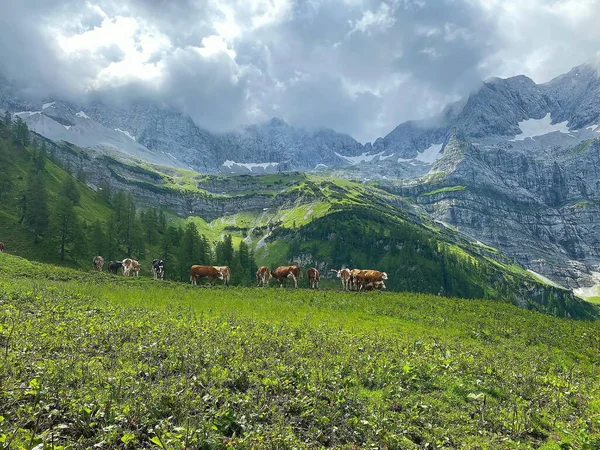 Idyllic Landscape Alps Brown Cows Graze Fresh Green Meadows Snowcapped — Stock Photo, Image