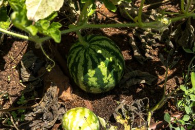 Sebze bahçesinde olgunlaşmamış taze karpuz bitkileri