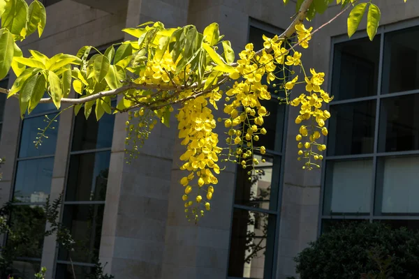 Gyllene Dusch Blommor Cassia Fistulosa Träd Byggnad Bakgrund Staden — Stockfoto