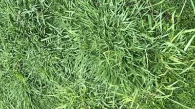 Kesmeden önce suni sağlıklı çimen alanı veya çimen dokusunun üst görünümü