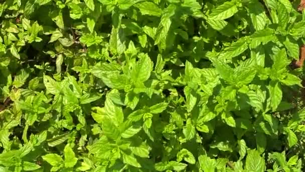 Feuilles Menthe Basilic Jardin Comme Fond — Video