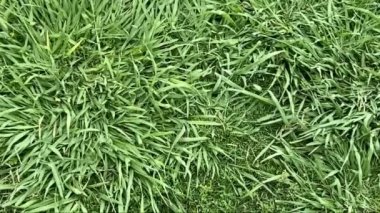 Kesmeden önce suni sağlıklı çimen alanı veya çimen dokusunun üst görünümü