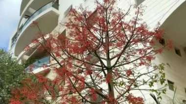 Avustralya Brachychiton acerifolius, yaygın olarak Illawarra Alev Ağacı olarak bilinir, yazın yapraksız bir ağaçta çiçek açmak parlak kırmızı çan şeklindeki çiçekleriyle muhteşem bir manzaradır. Tel Aviv 'de. İsrail