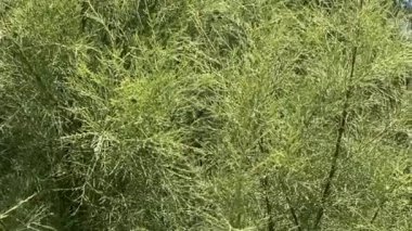 Bahçe kuşkonmaz dallarının (kuşkonmaz resmi) dokusu ve arkaplanı