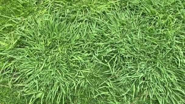 切断する前に 人工健康的な草のフィールドや芝生のテクスチャのトップビュー — ストック動画
