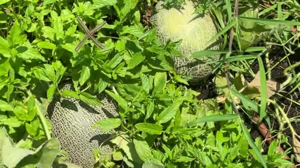 Unreife Junge Melonenpflanzen Gemüsegarten — Stockvideo