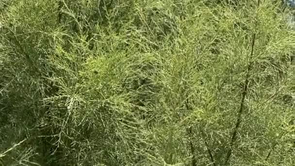 Garden Aspagus Branch Asparagus Officinalis Texture Background — 비디오