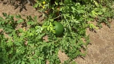 Sebze bahçesinde olgunlaşmamış taze karpuz bitkileri