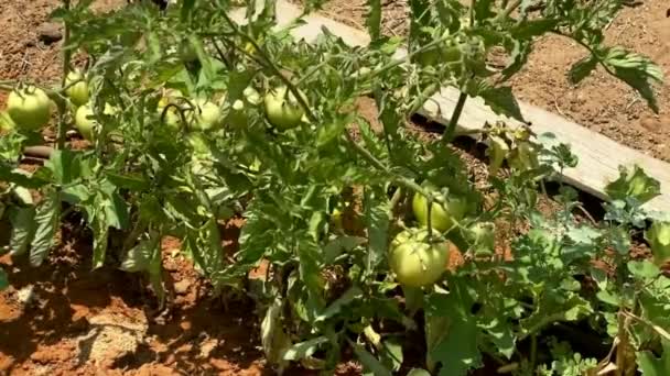 Grün Wachsen Unreife Tomaten Auf Einem Zweig Zwischen Den Blättern — Stockvideo