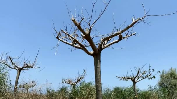 Drzewa Jaworowe Bez Liści Ciekawa Kolorowa Struktura Kory Tle Błękitnego — Wideo stockowe