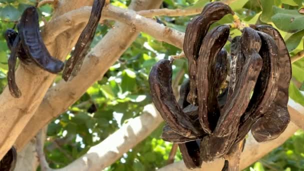 Ceratonia siliqua, közismert nevén szentjánoskenyérfa vagy szentjánoskenyérfa, mint háttér. Kis örökzöld arab fa, amely hosszú barnás-lila ehető hüvelyeket visel. Szénabab, a csokoládé helyettesítésére használják
