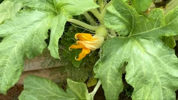 Gule Blomster Grønne Udskårne Blade Vandmelongule Blomster Grønne Udskårne Blade – Stock-video