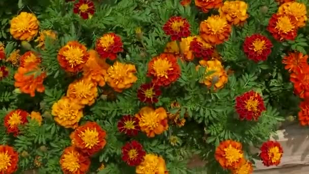 Floarea Gălbenele Franceze Tagetes Patula Background — Videoclip de stoc